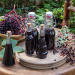 Set 2 Elderberry Plants Live Bush, Black Elderberries Plant Starter 5 to 9 Inch Tall Perennial Fruit Plant, No Pot, Dormant in Winter