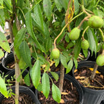 June Plum Plant Live in Gallon Pot, June Plum Tree Tropical Fruit, 2-3 Feet Tall, Cold Hardy