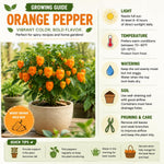 Set 2 Pepper Plants Live for Planting, Pepper Plant, 4-6 Inc Tall, Live Vegetable Plants for Indoor Outdoor Growing (Hot Orange Peppers)