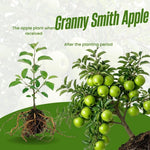 Granny Smith Apple Tree Live Plant 6-10" Tall