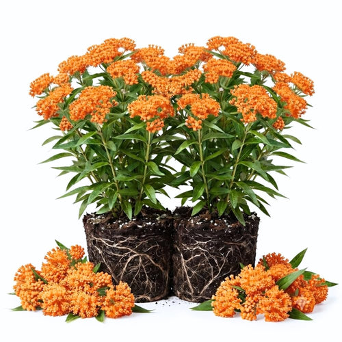 2 Orange Butterfly Milkweed Live Plants, 4-9 Inch Tall