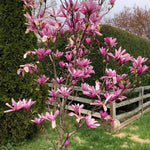 Ann Magnolia Tree Live Plant 6 to 12 Inch Height, Fragrant Magnolia Plant Live to Grow, Magnolia Bush Flowers in 3 Inch Pot