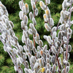 Set 2 Willow Plants Live Bare Root 1-2 Feet Tall, Dormant Willow Live Plants for Outdoor Garden Landscaping (Pussy Willow)