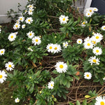 White Daisy Live Plant, Daisy Flowers Plants Live for Outdoor Garden, 3 to 6 Inch Tall