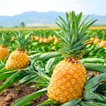 3 Gold Pineapple Plants Live for Growing 5 to 8 Inch Height, Sweet Pineapple Fruit Tree Live Plant Home Garden