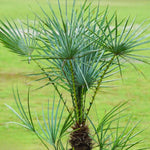 Live Palm Tree Plant in 3 Gallon Pot, No CA, Large Fully Rooted Size, Ready to Plant for Home Décor Indoor Outdoor Landscape, Rare Palm Trees, European Fan Palm