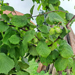 Hazelnut Tree Plant Live, Nut Tree, 1-2 Ft Tall