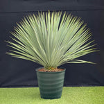 Live Palm Tree Plant in 3 Gallon Pot, No CA, Large Fully Rooted Size, Ready to Plant for Home Décor Indoor Outdoor Landscape, Rare Palm Trees, Silver Yucca Palm