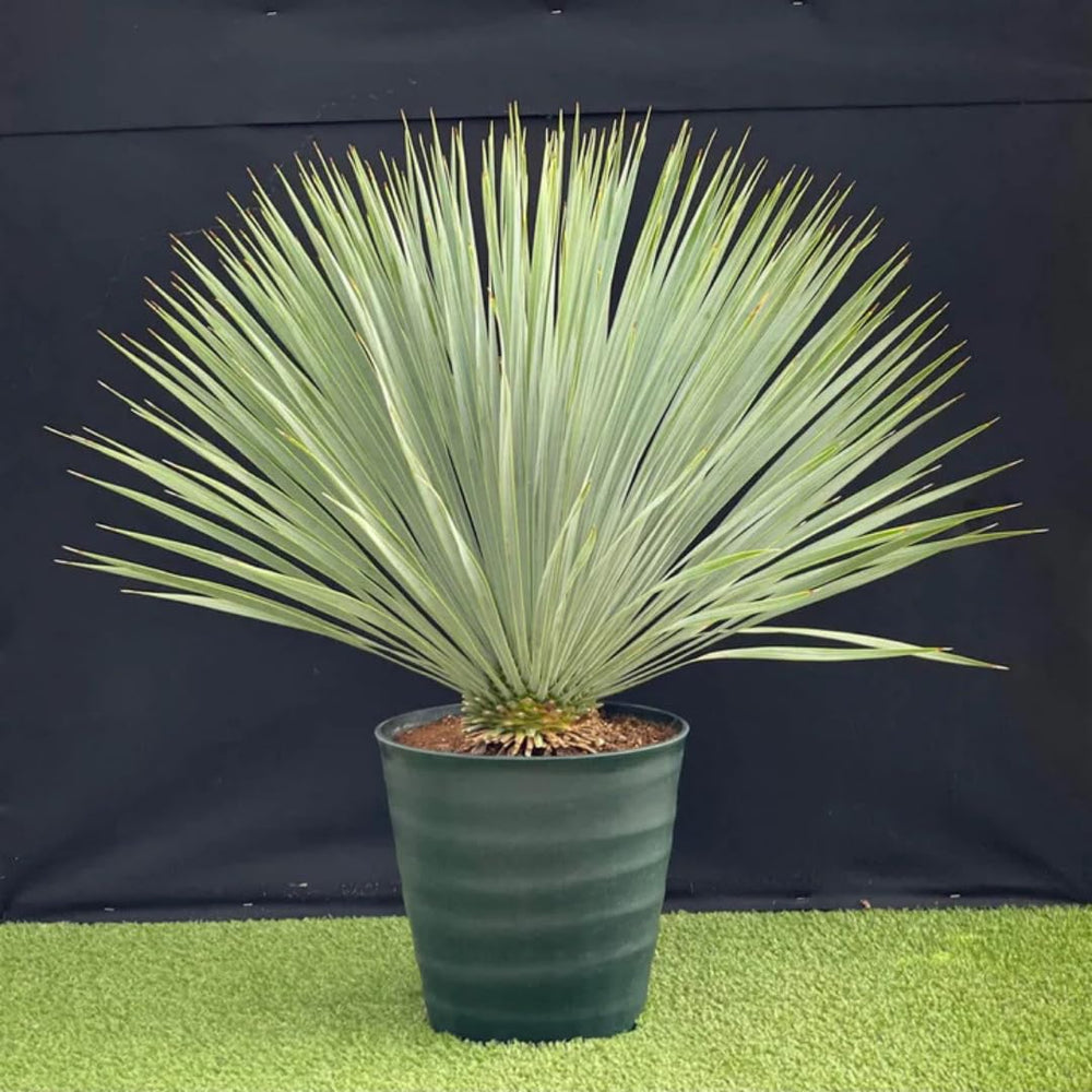 Live Palm Tree Plant in 3 Gallon Pot, No CA, Large Fully Rooted Size, Ready to Plant for Home Décor Indoor Outdoor Landscape, Rare Palm Trees, Silver Yucca Palm