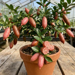 Pink Finger Lime Tree Live Plant, Rare Citrus Fruit Tree from 1–2 Feet Tall in 3 Gallon Pot, Ready for Indoor Outdoor Planting