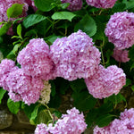 Blue Hydrangea Bush Live Plant, Hardy Flower Shrub, 1-1.5 Ft Tall