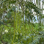 50 Moringa Seeds, Moringa Oleifera Tree Seeds for Planting - Fast Growing Drumstick Tree for Garden, Pots, and Outdoor Growing