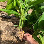 Set 8 Turmeric Roots for Planting, Fresh Yellow Turmeric Root, Curcuma Longa, Ready for Indoor Outdoor Gardening