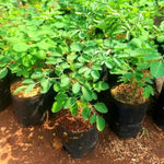 Moringa Plant Live in 4 Inch Pot, Hardy Perennial Moringa Oleifera Drumstick Tree Herb Plant