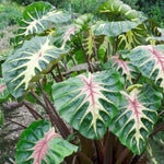 Pink Green Colocasia Elephant Ear Plants Live 4–7 Inches Tall, Taro Alocasia Tropical Foliage Plants for Outdoor Garden Home Decor