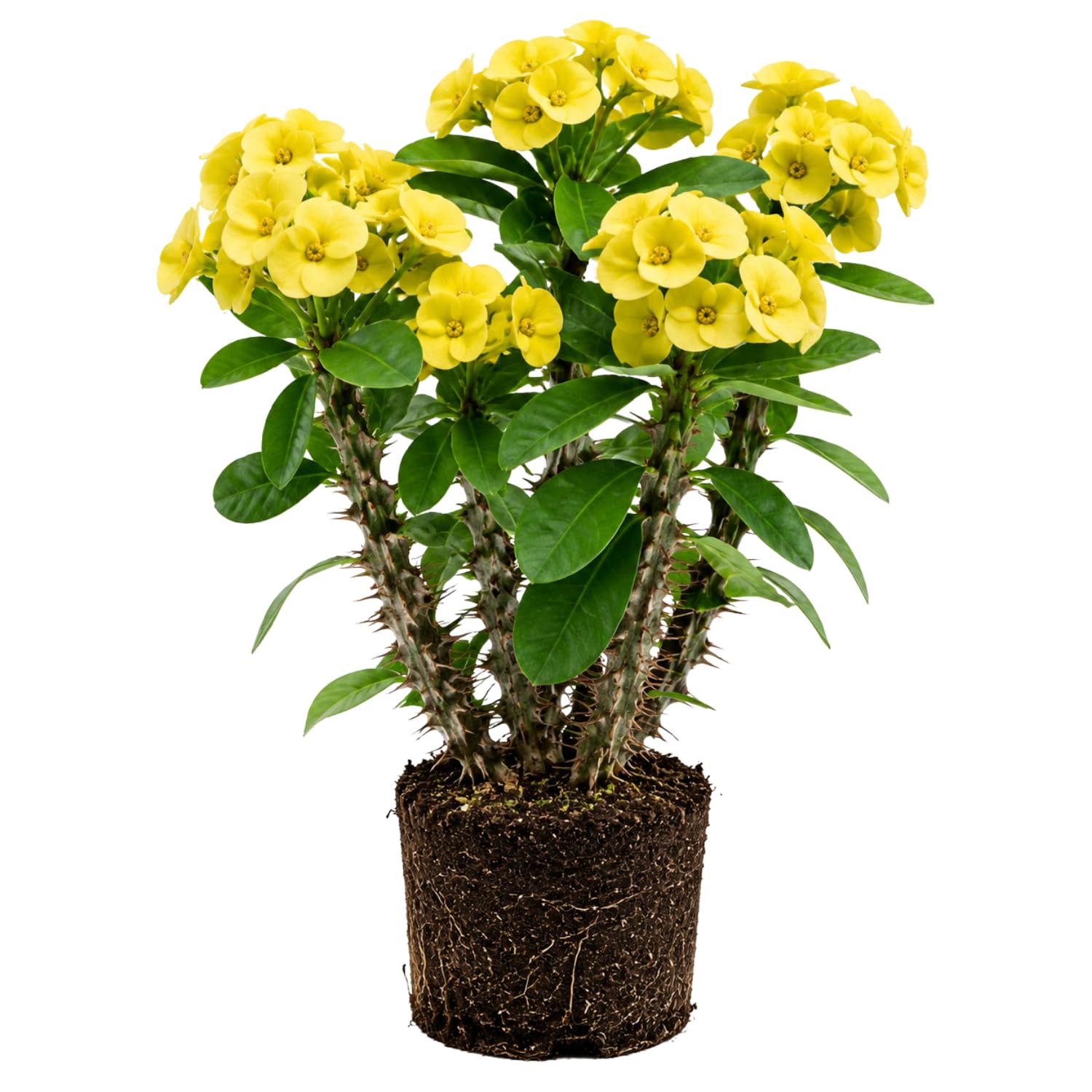 Yellow Euphorbia Crown of Thorns Plant, Perennial Succulent Live Plant Indoor Outdoor 4-7 Inches