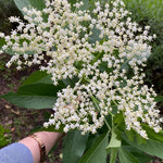 2 Elderberry Plants Live, 5-9" Black American Elderberry Bush Tree Plants Live for Planting, Dormant, Bareroots Cold Hardy Spring Planting