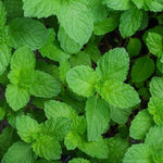Peppermint Plant Live in 4'' Pot, Mint Herb Plants for Culinary and Garden Growing, Perennial Herbs