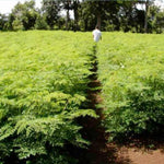 Moringa Tree in 4" Pot, Moringa Live Plants, 6-10'' Tall, Oleifera Drumstick Horseradish Ready to Grow Outdoor, No CA, Full Sun