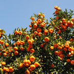 Large Sweet Mandarin Tree Live Plant, Citrus Fruit Tree in 1 Gallon Pot, Suitable for Patio or Outdoor Garden Planting