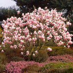 Saucer Magnolia Tree Live Plant 6 to 12 Inch Tall, Fragrant Magnolia Plant Live, Magnolia Bush Live Plant in 3 Inch Pot