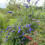 2 Butterfly Bush Live Plants, Light Buddleia Shrubs, 5–9 Inch Tall, Fragrant Flowering Shrubs, No Pot