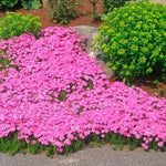 Pink Creeping Phlox Live Plant, 4-7 Inch Tall Ground Cover Perennial for Outdoor Landscaping