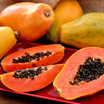 Sweet Papaya Tree Live Plant, Tropical Fruit Papaya Plant, Well Rooted 5-10 Inches Tall in 4 Inch Pot