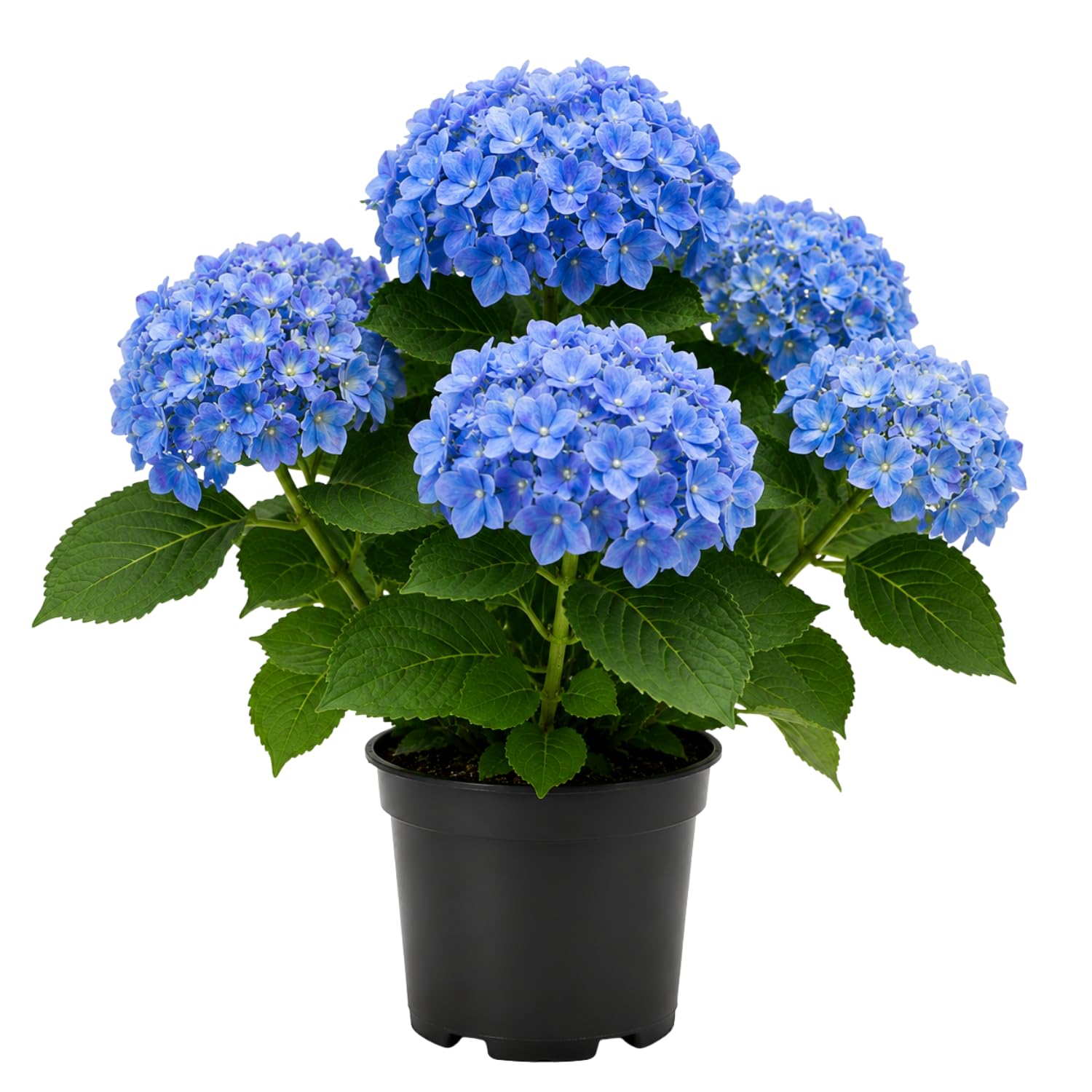 Blue Hydrangea Plant Live in 2.5 Inch Pot, Vibrant Flowering Shrub for Garden, Patio Containers and Indoor Growing