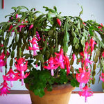 Live Pink Christmas Cactus Live Plant 4–6 Inches Tall, Winter Blooming False Thanksgiving Cactus Well Rooted, Flowering Houseplant for Home and Office