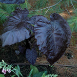 Colocasia Elephant Ears Live Plant, Alocasia Plant, Esculenta Taro Live Houseplant, 5-7 Inc Tall (Black)