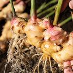 2 Ginger Plants Live for Planting Outdoor, 5 to 8 Inc Tall, Ginger Zingiber Live Plant