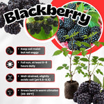 Pack 2 Thornless BlackBerry Plants Live to Grow 5 to 8 Inch Tall, Chester BlackBerry Bush Live Plant, Sweet Blackberries Fruit Tree Indoor Outdoor (Von BlackBerry)