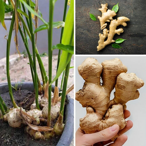 2 Ginger Plants Live for Planting, 4 to 7 Inches in Height, Ginger Roots