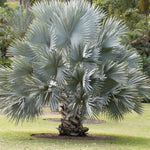 Live Palm Tree Plant in 3 Gallon Pot, No CA, Large Fully Rooted Size, Ready to Plant for Home Décor Indoor Outdoor Landscape, Rare Palm Trees, Huge Fan Leaves Palm