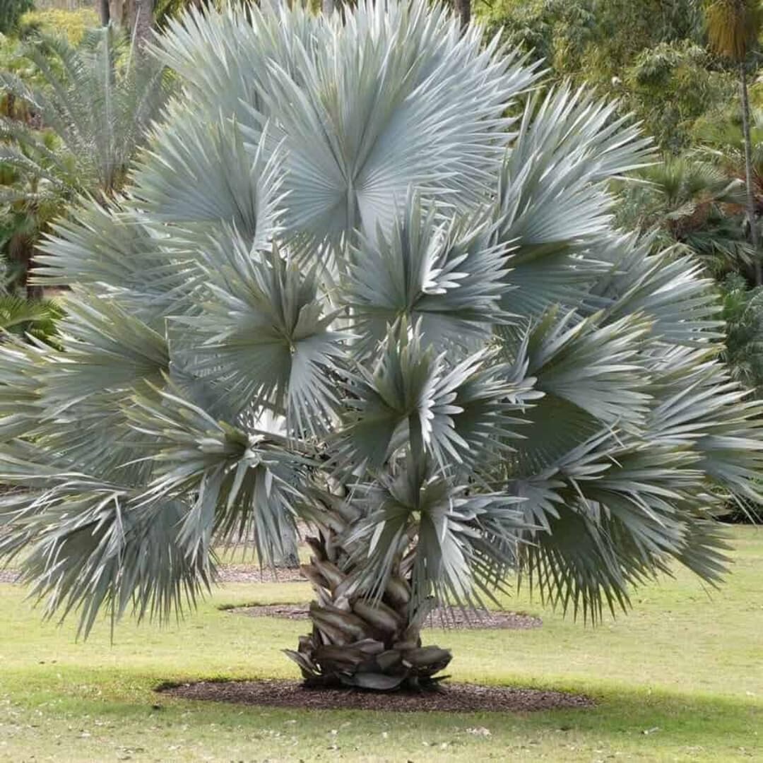 Live Palm Tree Plant in 3 Gallon Pot, No CA, Large Fully Rooted Size, Ready to Plant for Home Décor Indoor Outdoor Landscape, Rare Palm Trees, Huge Fan Leaves Palm