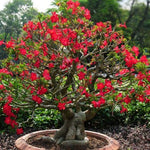 Red Desert Rose Plants Live for Indoor Outdoor Growing, Cold Hardy, Starter Size, 4-7 Inc in Tall Desert Rose Seedling