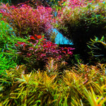 200 Aquarium Plant Seeds for Fish Tank, Mixed Aquatic Grass Seeds for Freshwater Aquarium, Fast-Growing