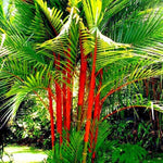 Palm Tree Live Plant, Fully Rooted in 3 Gallon Pot, Rare Tropical Plant Live for Indoor or Outdoor Growing, Red Lipstick