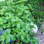 3 Mojito Mint Plants, Live Mint Plants, 3-5'' Tall, Herb for Outdoor and Indoor Planting