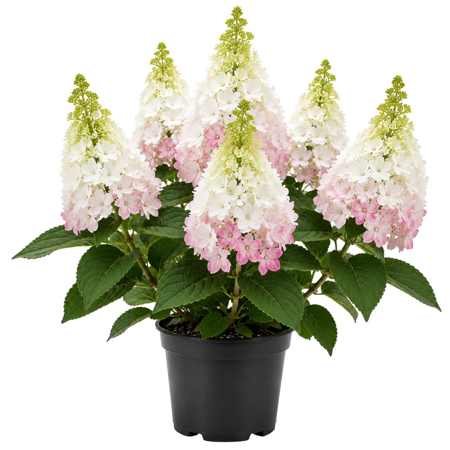 White to Pink Hydrangea Plant Live in 2.5 Inch Pot, Vibrant Flowering Shrub for Garden, Patio Containers and Indoor Growing