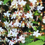 Live Clerodendrum Wallichii Plant, White Flowering Clerodendrum Smithianum for Indoor or Outdoor Growing, Chain of Glory Vine, 5-9 Inch Tall