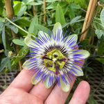 Pack 2 Passion Flower Plants, Passiflora Vine Flowering Plant 4-7 Inch Tall, Indoor Outdoor Planting (Light Blue)