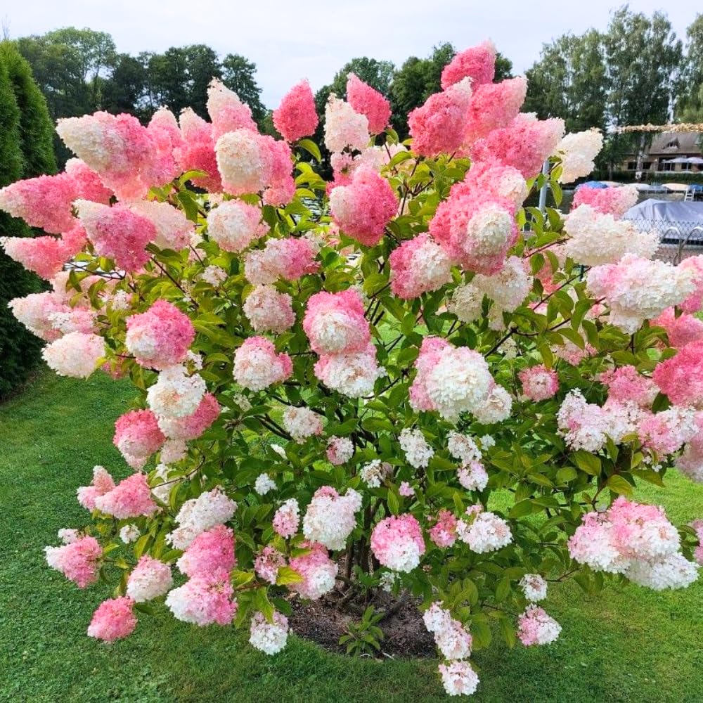 2 Hydrangea Plant Live, Hardy Hydrangea Bush Shrub for Outdoor Garden Planting, Bare Roots Dormant 6-12 Inch (Pink White Hydrangea)