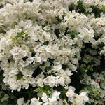 2 Bougainvillea Plants Live, Vibrant Bougainvillea Flower Vine for Garden Perennial Ornament from 4-9 Inc (White)