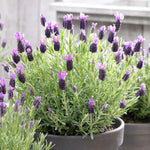 2 Lavender Plants Live Indoor Outdoor, Hardy Perennial Lavender, 4 to 7 Inc Tall