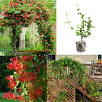 Major Wheeler Honeysuckle Plant Vine Seeds