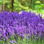 French Lavender Plants Live, Size 5-9" in Tall, Purple and Fragrant Lavender Bush for Indoor Outdoor Growing, Spring Bloom