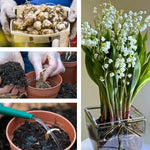 10 Lilies of The Valley Bulbs Rhizomes, Lily of The Valley Bulbs for Planting, Perennial Flower Bulbs Outdoors Indoors Garden