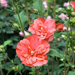 Althea Rose of Sharon Bush Live Plant 6 to 12 Inch Height, in Pot, Ornamental Hibiscus Plant Live, Hibiscus Syriacus Flowers (Red)